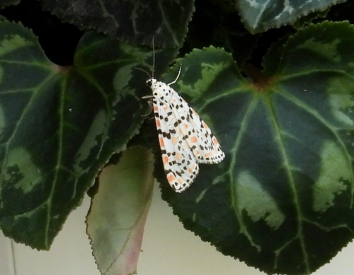 Utetheisa pulchella