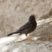 Chiguanco Thrush - Photo (c) Quentin Vandemoortele, some rights reserved (CC BY-NC)
