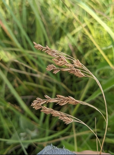 Clustered Fescue (Festuca paradoxa)