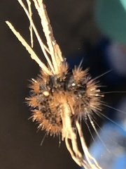Lophocampa argentata