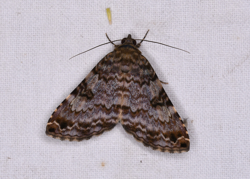 Coenipeta glaucinans