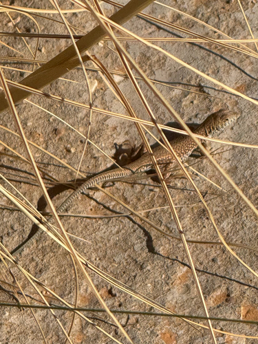 Nidua Fringe-fingered Lizard