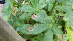 Phytomyza astrantiae