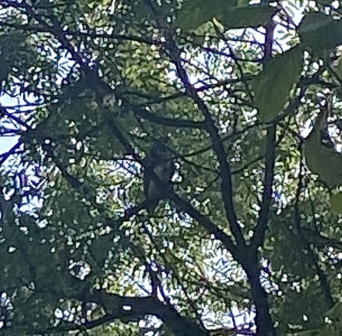 View observation of {o.common_name} on iNaturalist