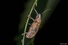 Brachyderes lusitanicus