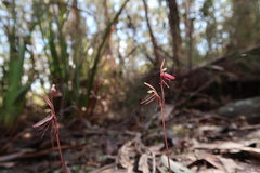 Cyrtostylis reniformis