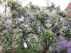 Nahuatlea hypoleuca