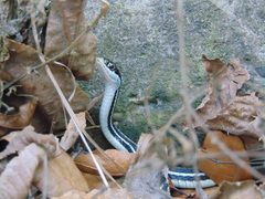 Thamnophis proximus proximus