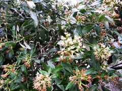 Nahuatlea hypoleuca