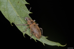 Brachyderes lusitanicus