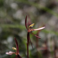 Cyrtostylis reniformis