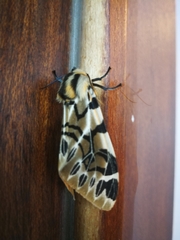 Hypercompe nemophila