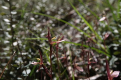 Cyrtostylis reniformis