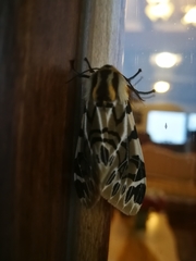 Hypercompe nemophila