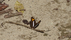 Adelpha barnesia
