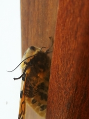 Hypercompe nemophila