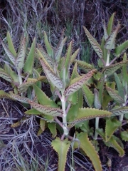 Kalanchoe daigremontiana