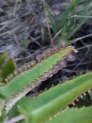 Kalanchoe daigremontiana