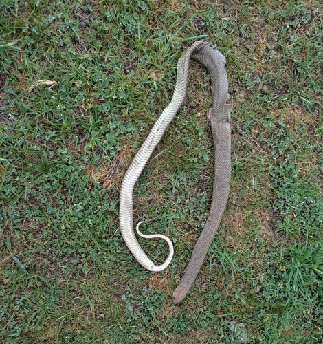 Eastern Brown Snake sighting