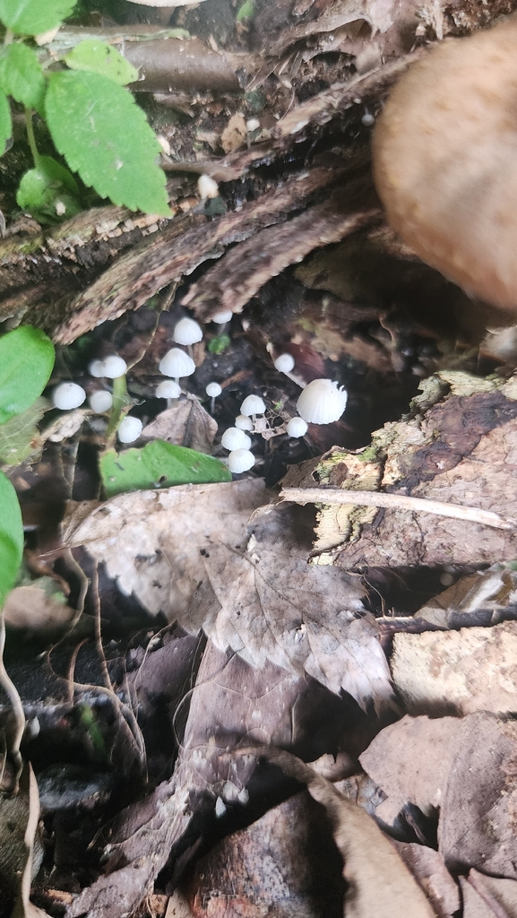 Coprinellus disseminatus · November 2025 · photo: © kmandros (iNaturalist, cc-by)