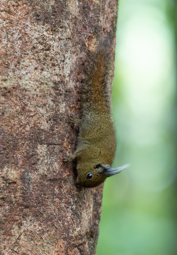 Tufted Pygmy Squirrel