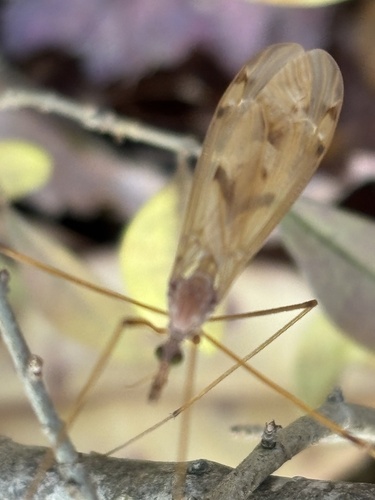 Unknown species found near Butler, PA, US