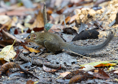 Slender Treeshrew