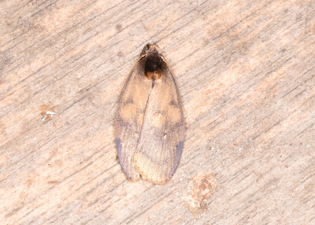 Stenoma aterpes