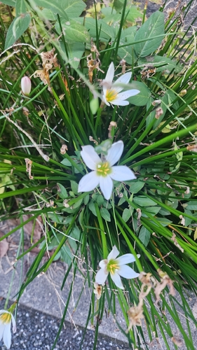 Zephyranthes candida
