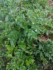 Sarcococca confusa