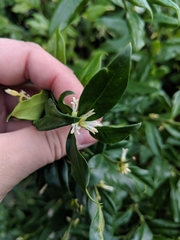 Sarcococca confusa
