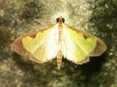 Goniorhynchus hampsoni
