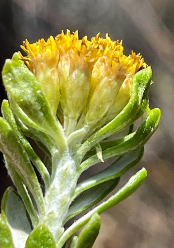 Arid Perdekaroo (Oedera corymbosa)
