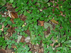 Pilea nummulariifolia