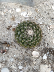 Mammillaria gaumeri