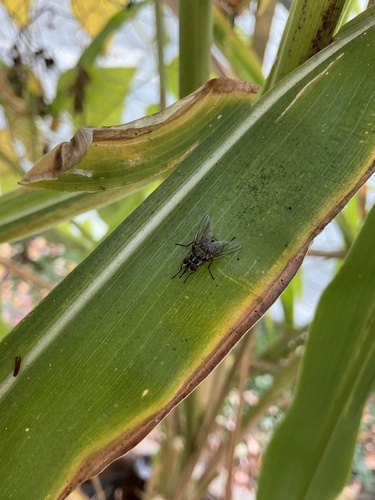 Unknown species found near Murray Hill Rd, Teaneck, NJ, US