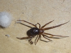 Steatoda