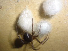 Steatoda