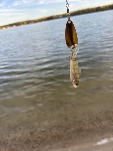 Yellow Perch