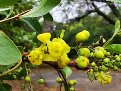 Berberis chochoco