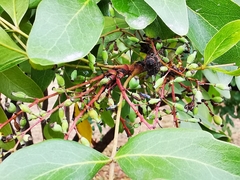 Berberis chochoco