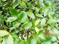 Berberis chochoco