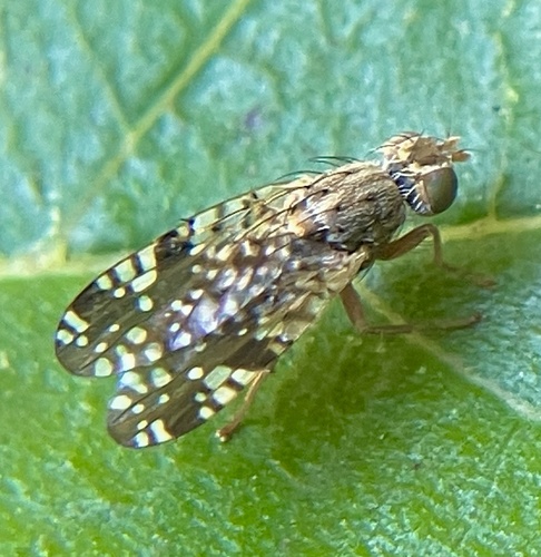 Unknown species found near Bertonley Ave, Charlotte, NC, US