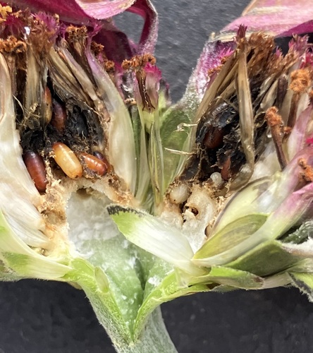 Unknown species found near Cotswold, Charlotte, NC 28211, USA