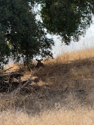 iNaturalist observation photo of Mule Deer