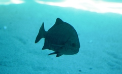 Dichistius multifasciatus