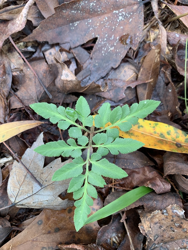 sparse-lobed grapefern