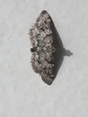 Lepidoptera