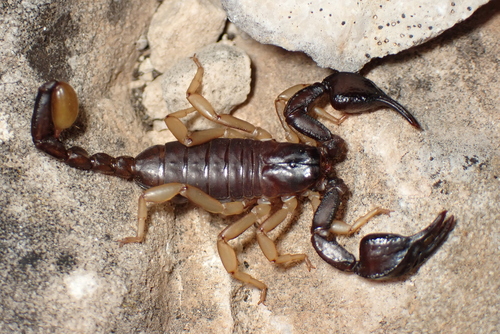 Scorpion de Nice