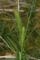Carex utriculata